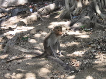 Monkey