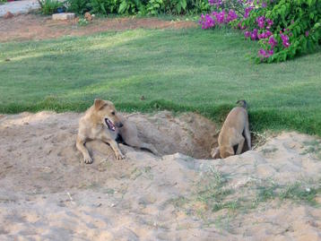 Doggies digging