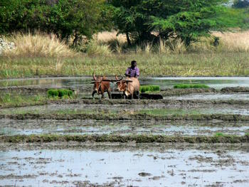 Rice paddy