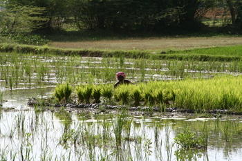 Rice paddy