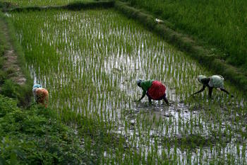 Rice paddy