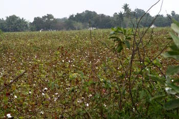 Cotton field
