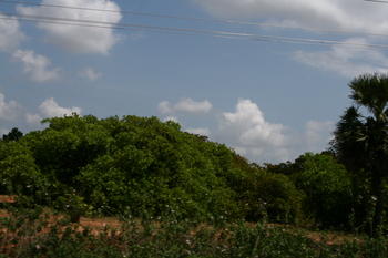 Mango trees