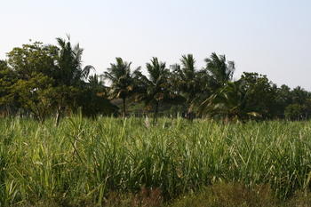 Sugar cane