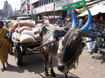 Tiruvannamalai