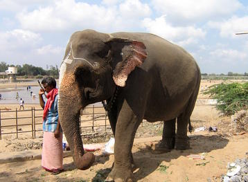 Elephant
