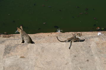 Cats