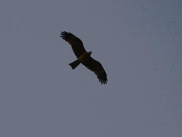 Kite