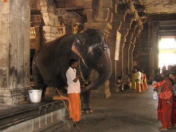 Elephant