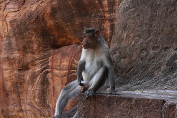 Macaque