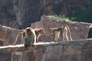 Monkey fight