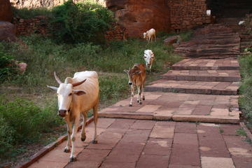 Cows