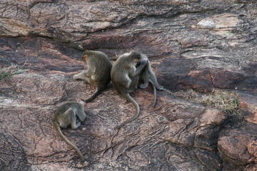 Monkies