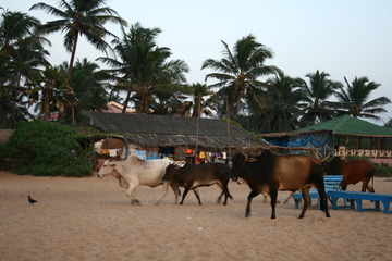 Calangute Beach at sunset