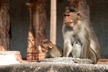 Marriage observers