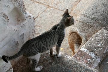 Temple cat