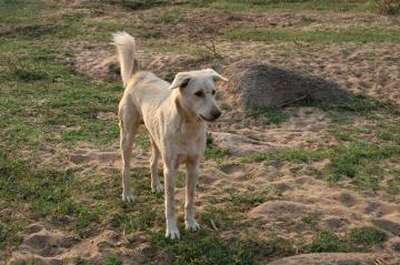 Dog