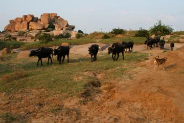 Cows and dogs