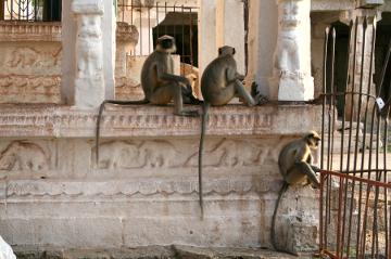 Langurs