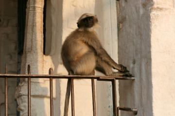 Langur