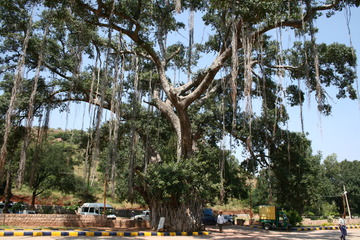 Banyan