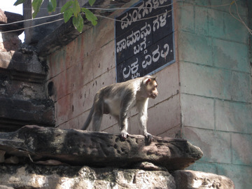 Monkey
