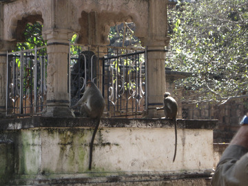Monkies