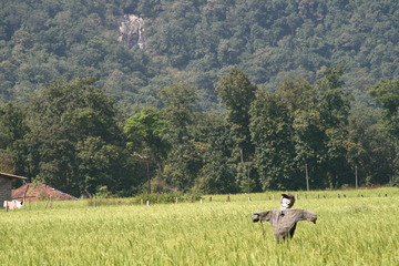 Scarecrow
