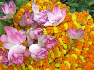 Lotus flowers