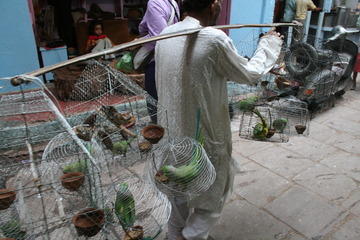 Parakeet seller