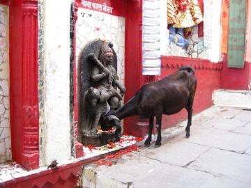 Idol and cow