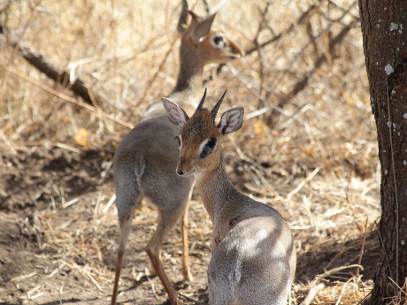 Dik Dik