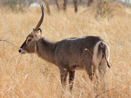Common waterbuck