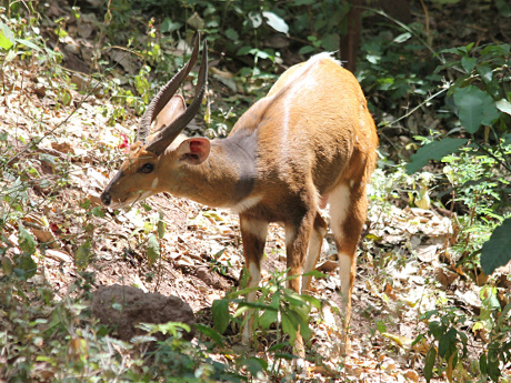 Male reedbuck