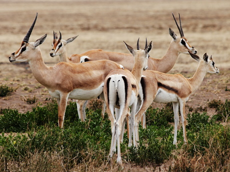 Gazelles