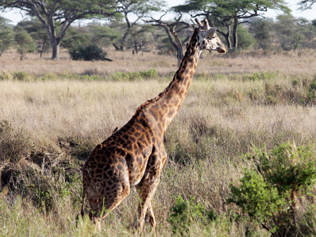 Giraffe