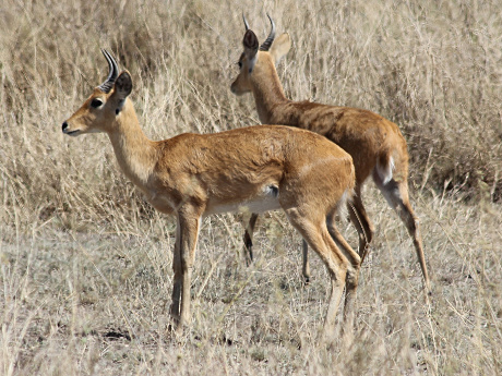 Reedbuck
