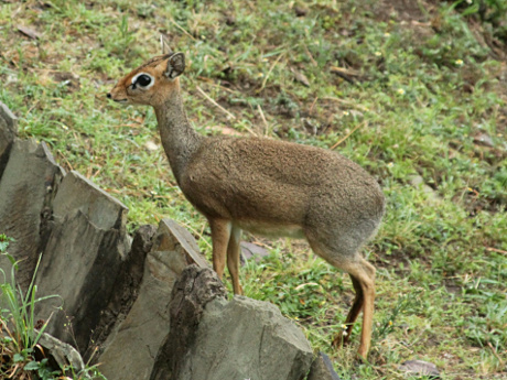 Dik Dik