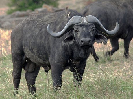 African buffalo