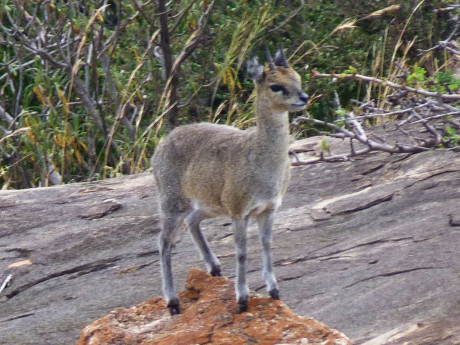Klipspringer