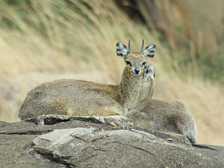 Klipspringer