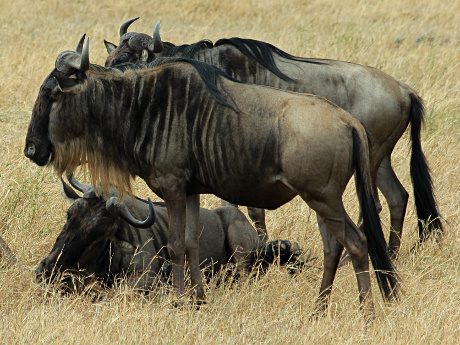 Wildebeest