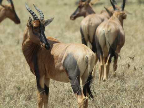 Topi