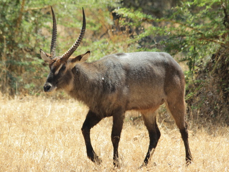 Defassa Waterbuck