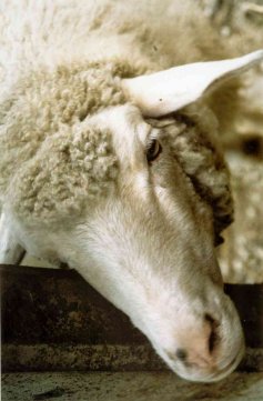 Friendly sheep