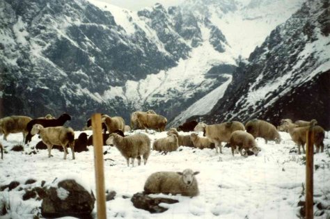 Sheep