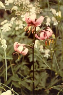 Türkenbund lily