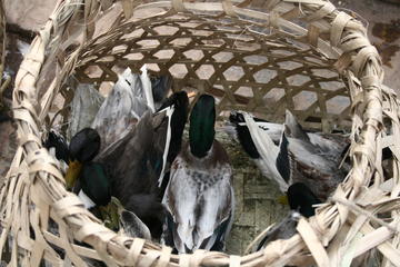 Ducks for sale