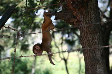 Baby monkey