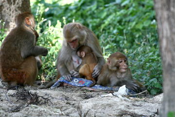 Monkey family